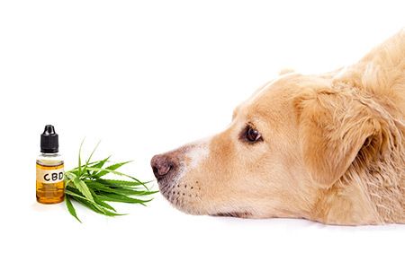 CBD Tinctures for Dogs: Unleashing the Power of Cannabinoids