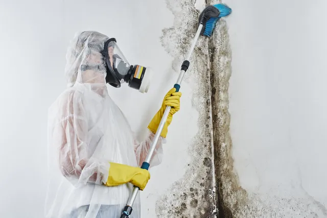 Mold Removal in Manhattan: Biotek Mold Solutions’ Trusted Team