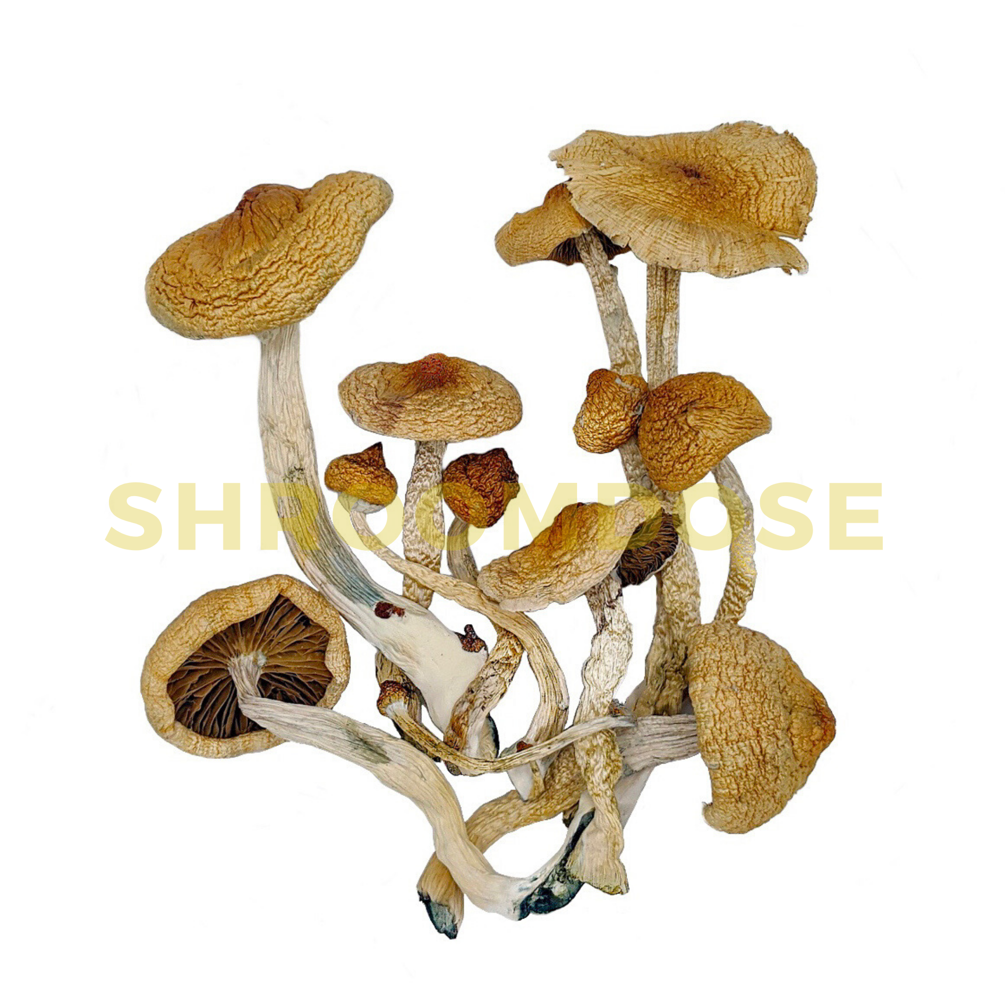 Shrooms Canada: Where to Safely Buy Golden Teachers and More