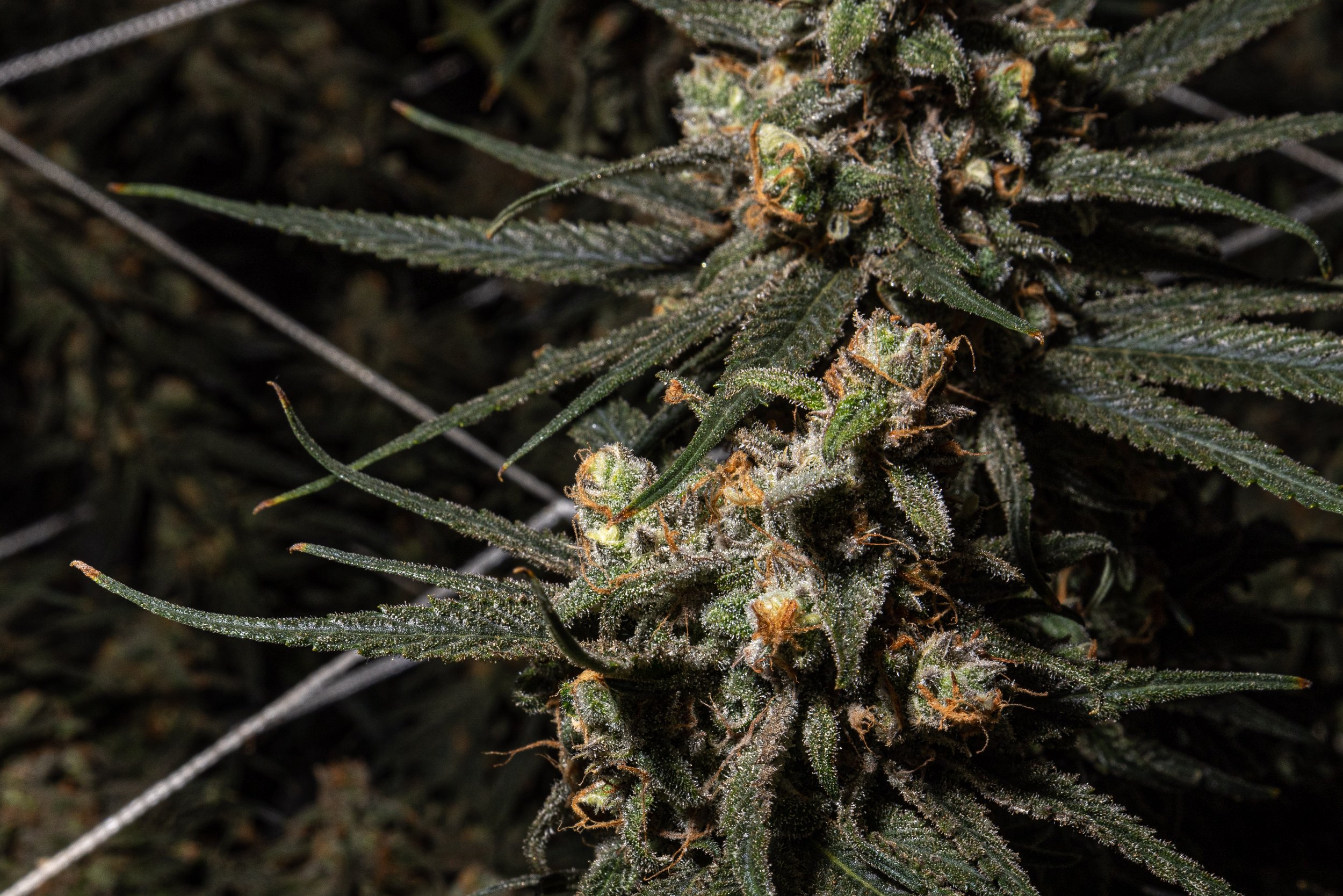 Aroma, Flavor, and Effects: Understanding the Full Spectrum of Death Bubba Strain