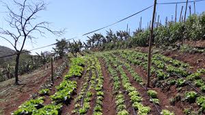 Harvesting Sustainability: Costa Rica’s Organic Farming