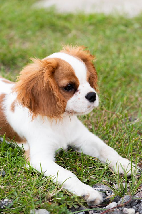 Your Dream Cavalier Awaits: West Coast Cavaliers’ Exclusive Puppy Selection