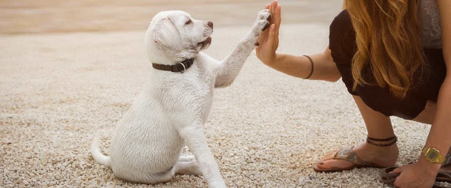Puppy School 101: Mastering Aggressive Dog Training Essentials