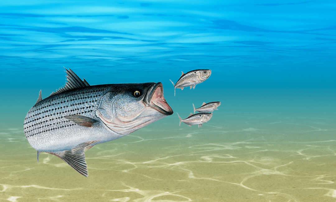 Buckey Striper Guide Service: Your Go-To Lake Texoma Fishing Guides