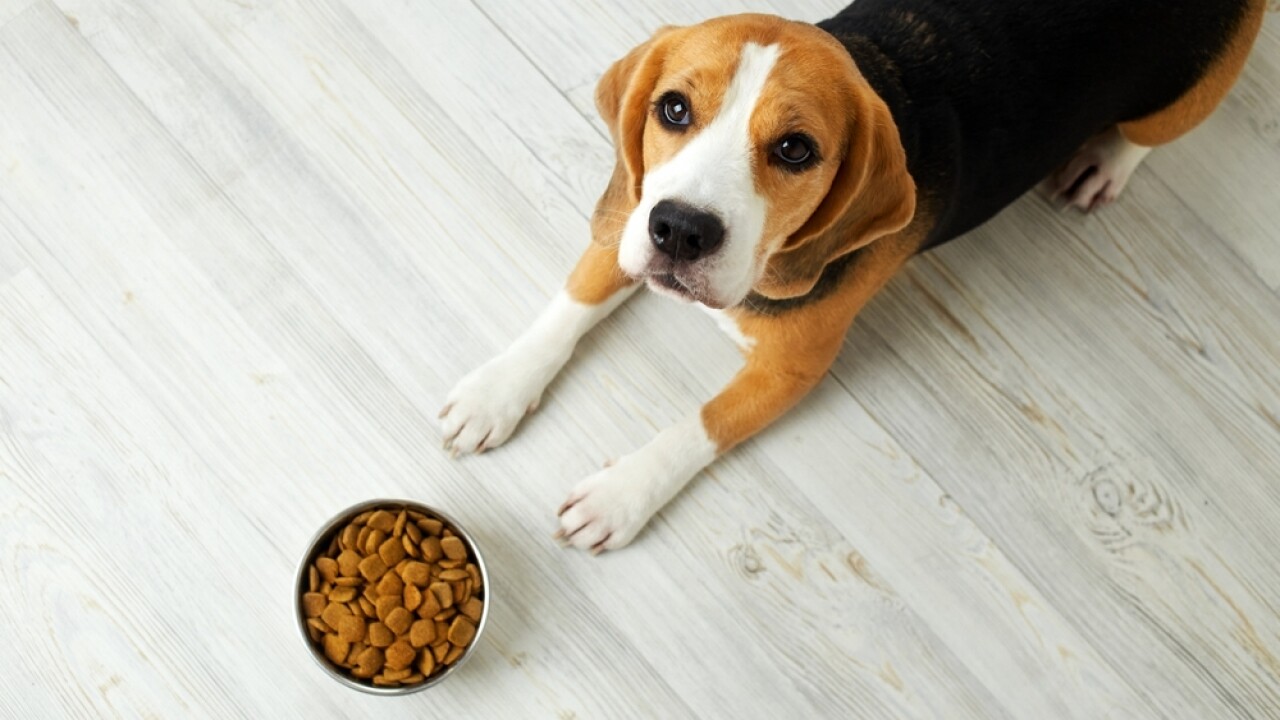 Dog Food Galore: Your Trusted Ayrshire Pet Store in the UK